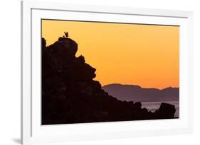 Osprey fledgling strengthening wing in nest, Mexico-Claudio Contreras-Framed Photographic Print