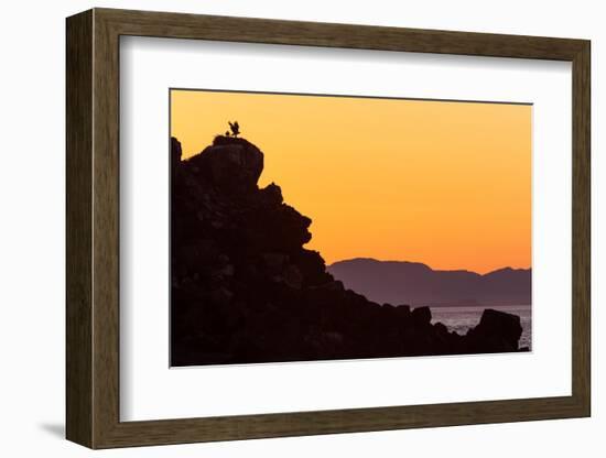 Osprey fledgling strengthening wing in nest, Mexico-Claudio Contreras-Framed Photographic Print