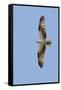 Osprey Flying-Hal Beral-Framed Stretched Canvas