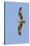 Osprey Flying-Hal Beral-Stretched Canvas
