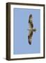 Osprey Flying-Hal Beral-Framed Premium Photographic Print