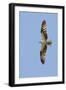 Osprey Flying-Hal Beral-Framed Premium Photographic Print