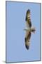 Osprey Flying-Hal Beral-Mounted Premium Photographic Print