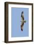 Osprey Flying-Hal Beral-Framed Photographic Print