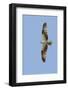 Osprey Flying-Hal Beral-Framed Photographic Print