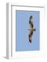 Osprey Flying-Hal Beral-Framed Photographic Print