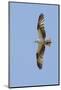 Osprey Flying-Hal Beral-Mounted Photographic Print