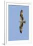 Osprey Flying-Hal Beral-Framed Photographic Print