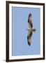 Osprey Flying-Hal Beral-Framed Photographic Print