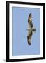 Osprey Flying-Hal Beral-Framed Photographic Print