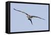 Osprey in Flight with Fish-Hal Beral-Framed Stretched Canvas