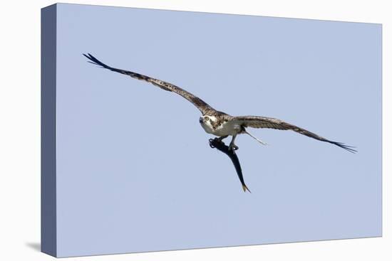 Osprey in Flight with Fish-Hal Beral-Stretched Canvas