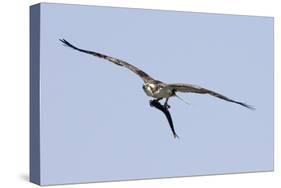 Osprey in Flight with Fish-Hal Beral-Stretched Canvas