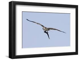 Osprey in Flight with Fish-Hal Beral-Framed Premium Photographic Print