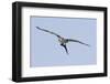 Osprey in Flight with Fish-Hal Beral-Framed Photographic Print