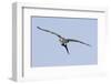 Osprey in Flight with Fish-Hal Beral-Framed Photographic Print