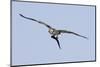 Osprey in Flight with Fish-Hal Beral-Mounted Photographic Print