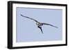 Osprey in Flight with Fish-Hal Beral-Framed Photographic Print