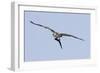 Osprey in Flight with Fish-Hal Beral-Framed Photographic Print