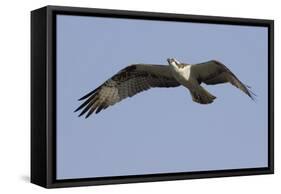 Osprey in Flight-Hal Beral-Framed Stretched Canvas