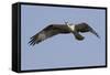 Osprey in Flight-Hal Beral-Framed Stretched Canvas