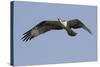 Osprey in Flight-Hal Beral-Stretched Canvas