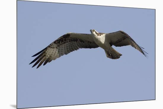 Osprey in Flight-Hal Beral-Mounted Premium Photographic Print