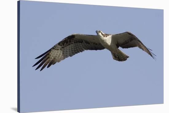 Osprey in Flight-Hal Beral-Stretched Canvas