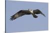 Osprey in Flight-Hal Beral-Stretched Canvas