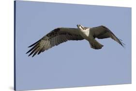 Osprey in Flight-Hal Beral-Stretched Canvas