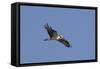 Osprey in Flight-Hal Beral-Framed Stretched Canvas