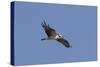 Osprey in Flight-Hal Beral-Stretched Canvas