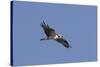 Osprey in Flight-Hal Beral-Stretched Canvas