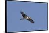 Osprey in Flight-Hal Beral-Framed Stretched Canvas