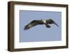 Osprey in Flight-Hal Beral-Framed Premium Photographic Print