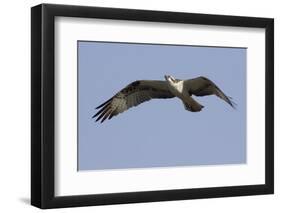 Osprey in Flight-Hal Beral-Framed Premium Photographic Print