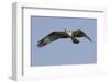 Osprey in Flight-Hal Beral-Framed Premium Photographic Print