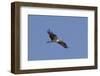 Osprey in Flight-Hal Beral-Framed Premium Photographic Print