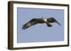 Osprey in Flight-Hal Beral-Framed Photographic Print