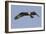 Osprey in Flight-Hal Beral-Framed Photographic Print