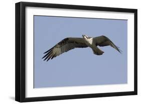 Osprey in Flight-Hal Beral-Framed Photographic Print