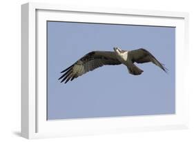 Osprey in Flight-Hal Beral-Framed Photographic Print