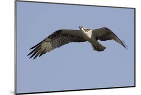 Osprey in Flight-Hal Beral-Mounted Photographic Print