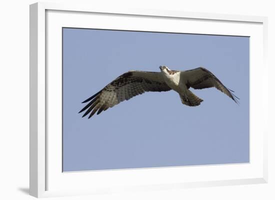 Osprey in Flight-Hal Beral-Framed Photographic Print