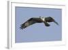 Osprey in Flight-Hal Beral-Framed Photographic Print