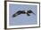 Osprey in Flight-Hal Beral-Framed Photographic Print