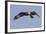 Osprey in Flight-Hal Beral-Framed Photographic Print