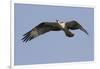 Osprey in Flight-Hal Beral-Framed Photographic Print