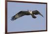 Osprey in Flight-Hal Beral-Framed Photographic Print