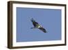 Osprey in Flight-Hal Beral-Framed Photographic Print